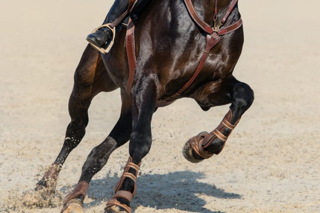 Inicio 8 close up image of legs of running bay sport horse