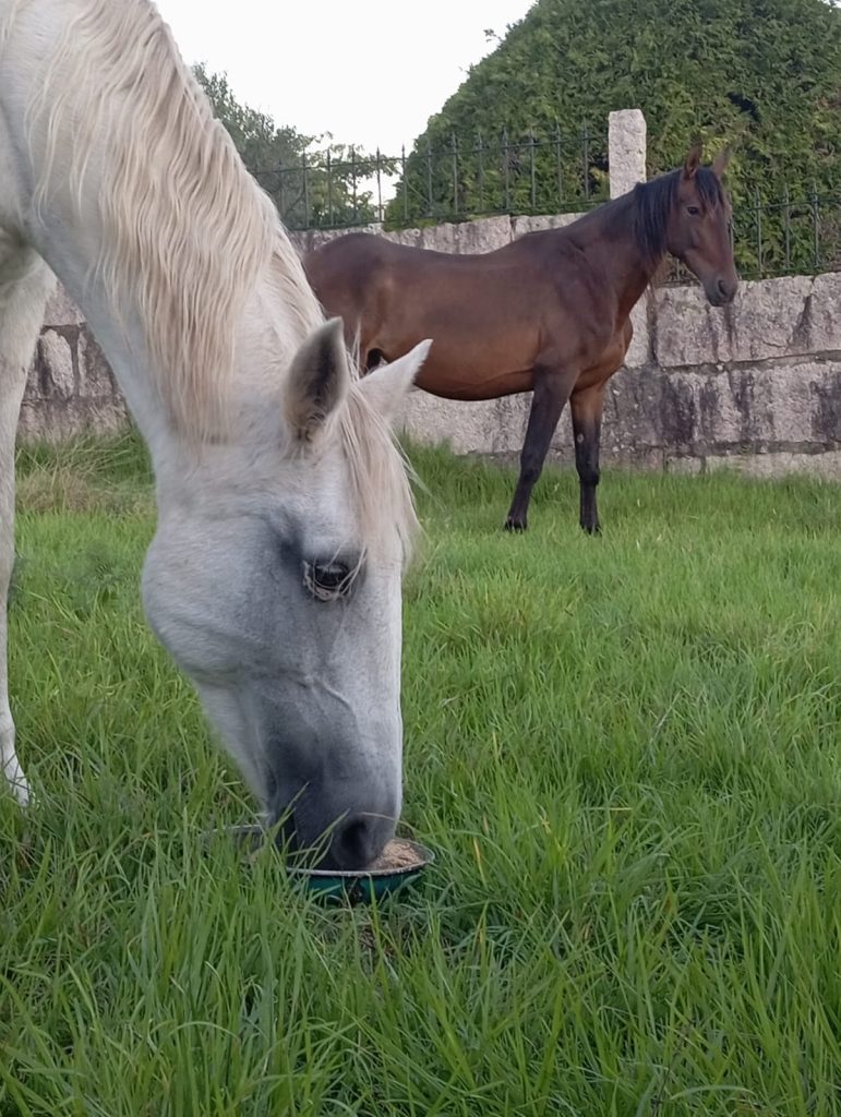 WhatsApp Image 2025 10 12 at 17.40.01